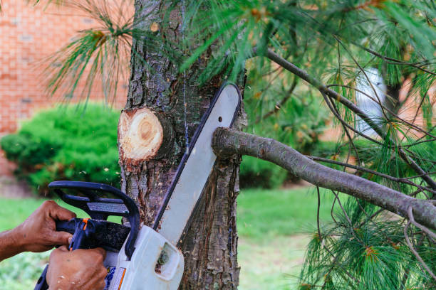 Best Tree Removal  in Eaton Estates, OH